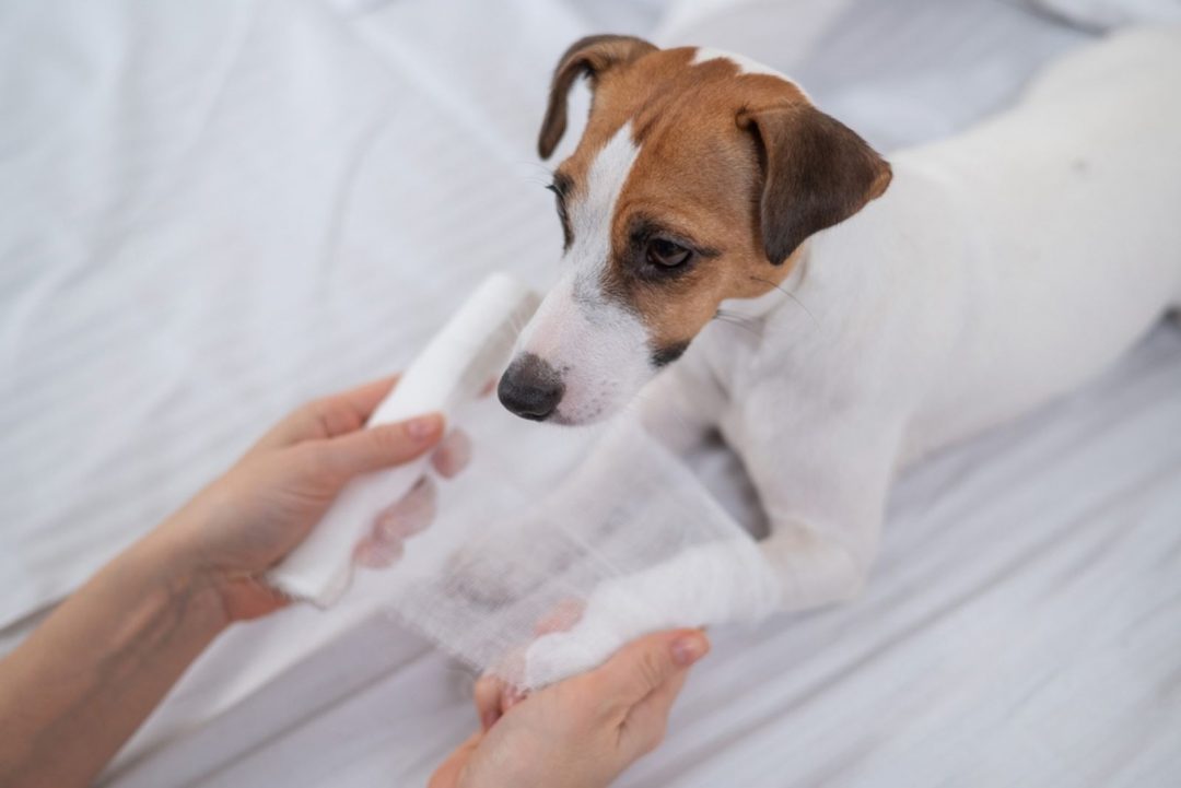 Red Bump On Dog Paw What s The Pawblem 