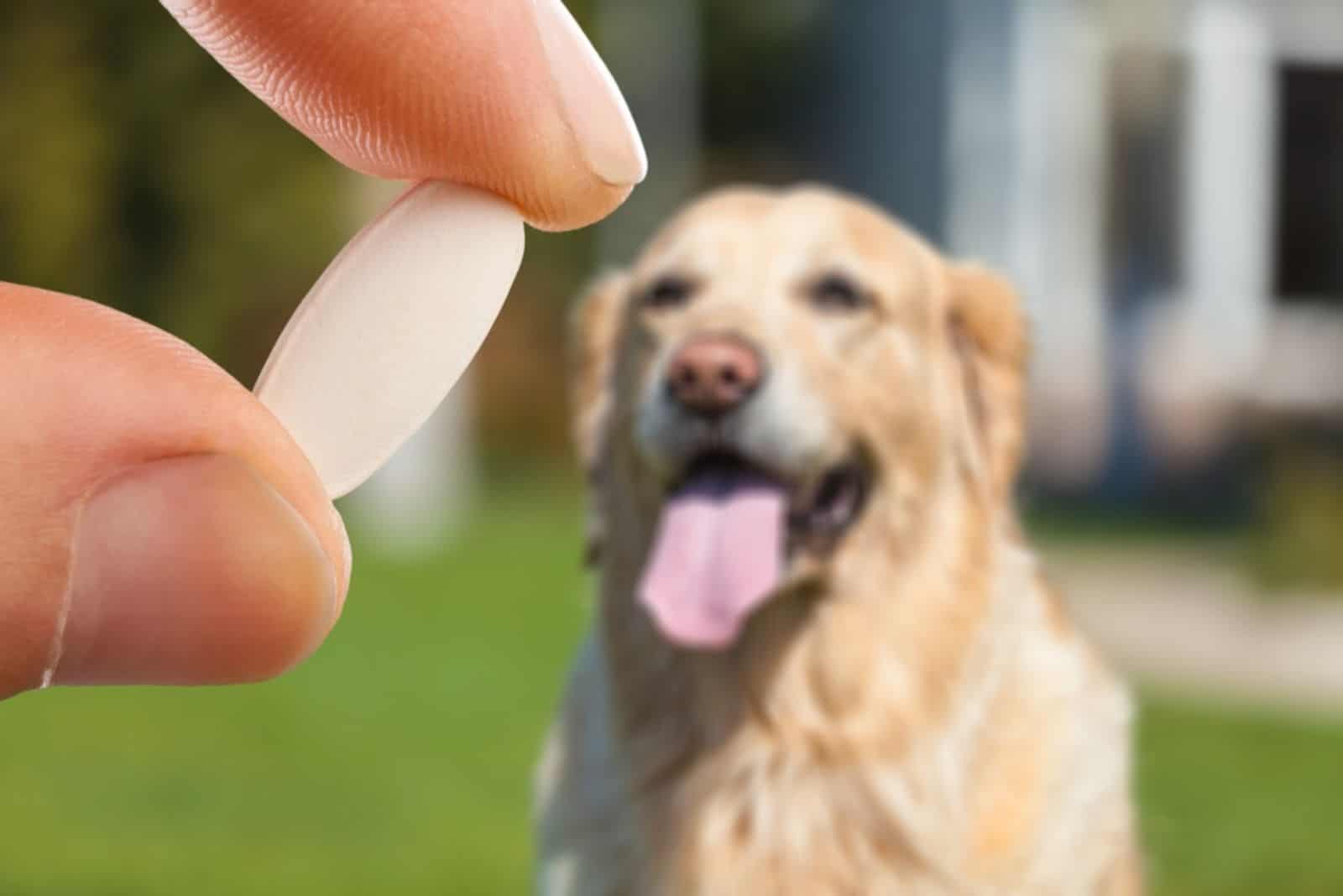 can vetmedin cause kidney failure in dogs