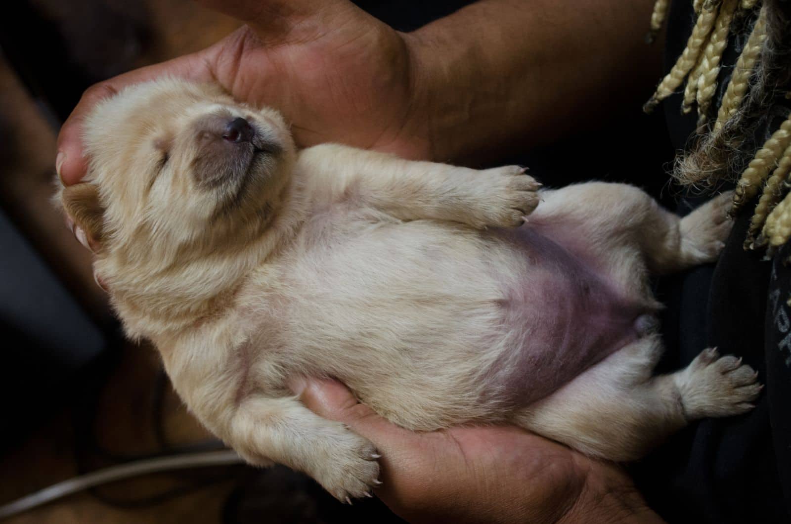 What Does A Normal Puppy Belly Look Like 4 Ways To Tell