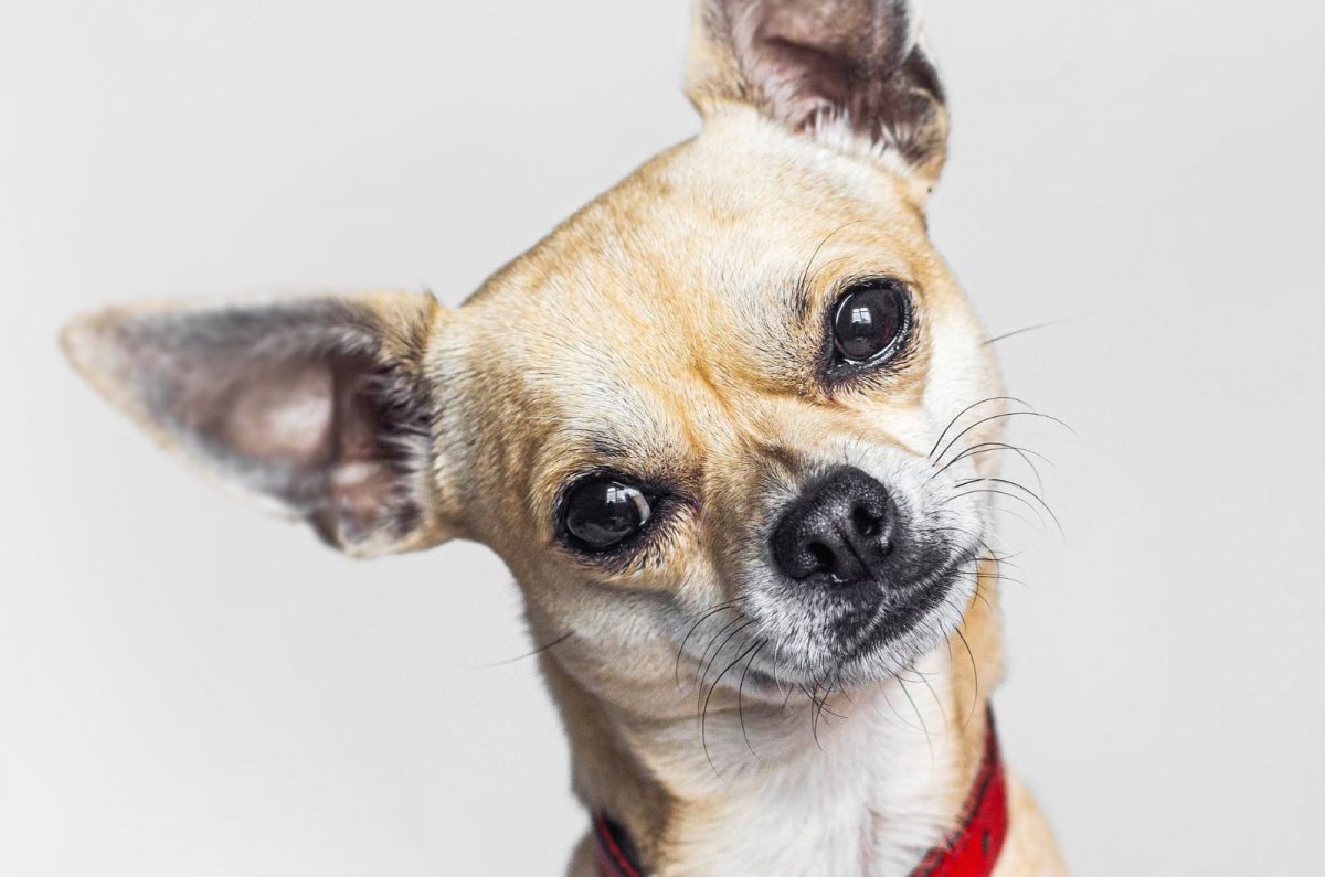 Meet The Whippet Chihuahua Mix - Chi Whip In Detail