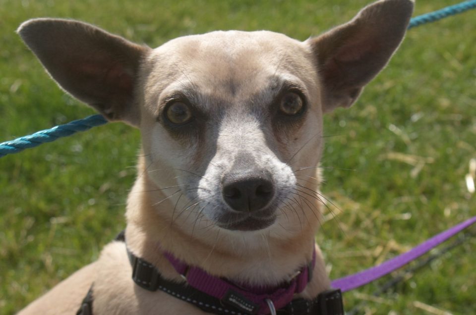 Meet The Whippet Chihuahua Mix - Chi Whip In Detail