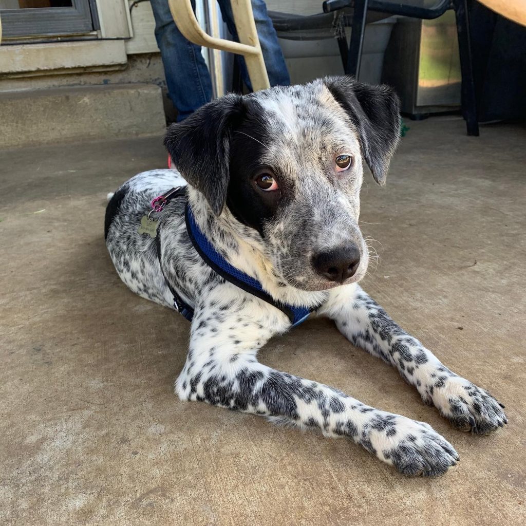 Catahoula Blue Heeler Mix: Guide To The Catahoula Heeler