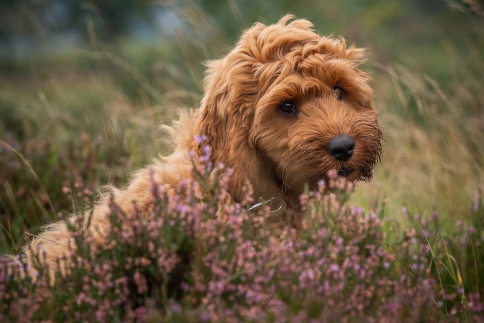 17 Best Cockapoo Breeders In The Uk