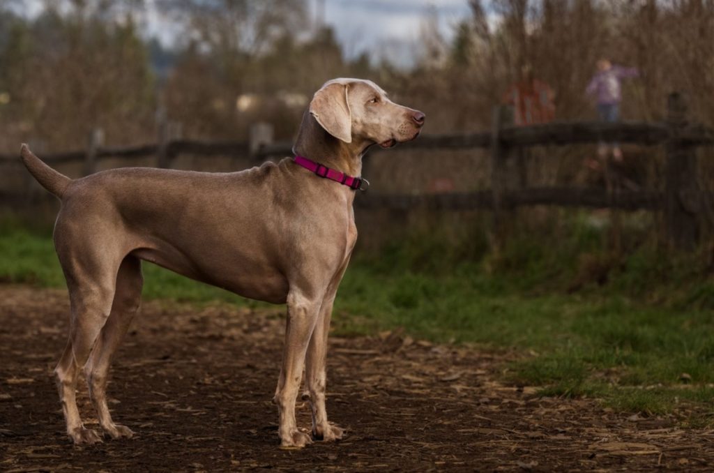 the-weimaraner-growth-chart-for-a-healthier-puppy