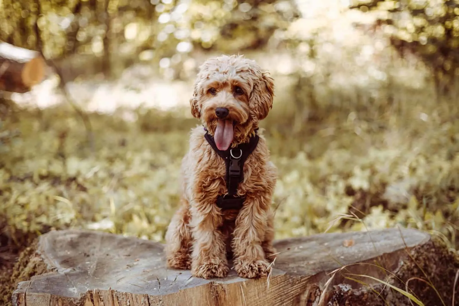 5 Reputable Cavapoo Breeders In New England