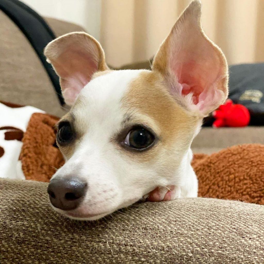 Chihuahua Italian Greyhound Mix — Small Size Big Attitude