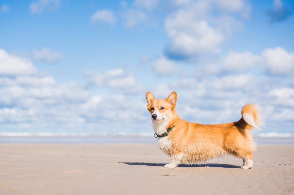 Shaved Corgi: To Buzz Or Not To Buzz, That Is The Question