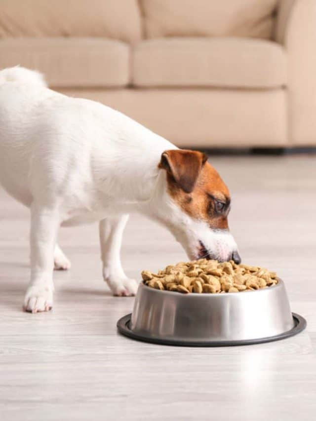 5 Tips On The Jack Russell Feeding Chart For Your Dog To Get Jacked ...