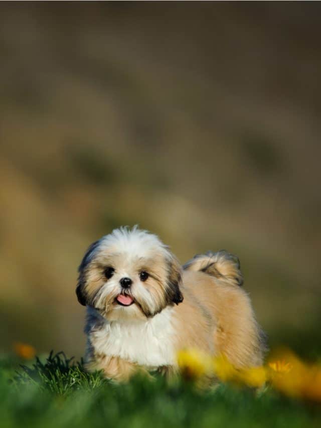 5 Ways To Help Your Fat Shih Tzu To Get Back On Track - PupVine