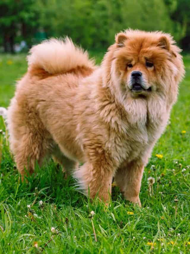 Chow Chow Puppy Feeding Chart: 3 Do's And 2 Don'ts Of Feeding Your Chow ...