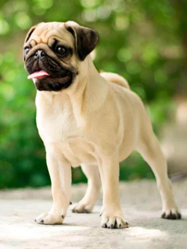 7-things-to-know-about-the-pug-growth-chart-pupvine