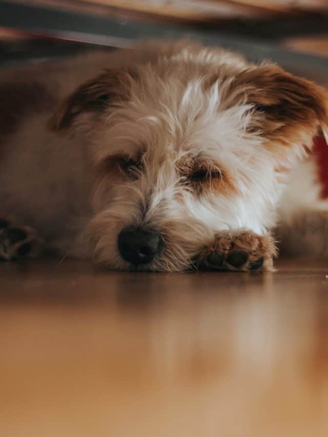 Why Is My Dog Sleeping Under The Bed? 13 Reasons & Some Tips PupVine