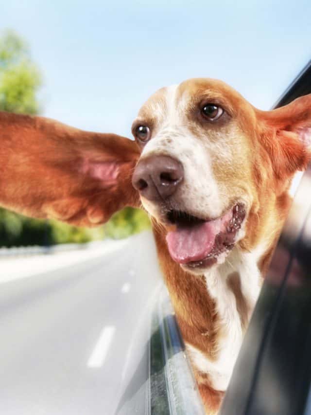 why-do-dogs-pant-in-the-car-7-common-causes-pupvine