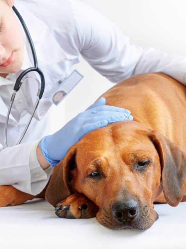 Dog Swollen Stomach No Pain, 9 Causes And How To Stay Sane PupVine