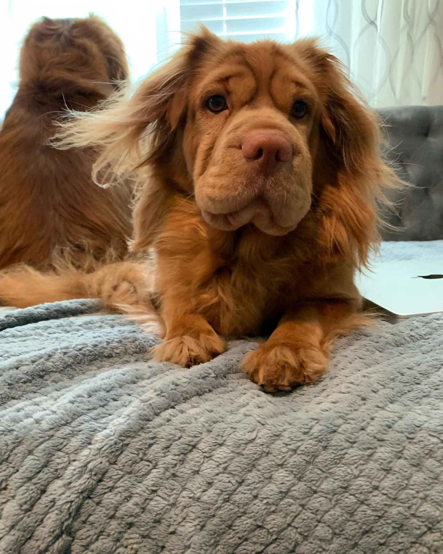 Are Mini Hippo Dog Breeders As Common As Hen's Teeth?