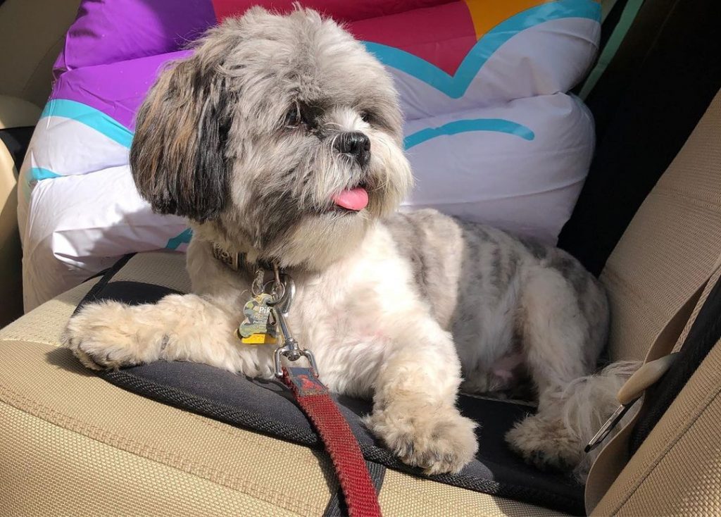 23 Shih Poo Haircuts That Will Melt Your Heart