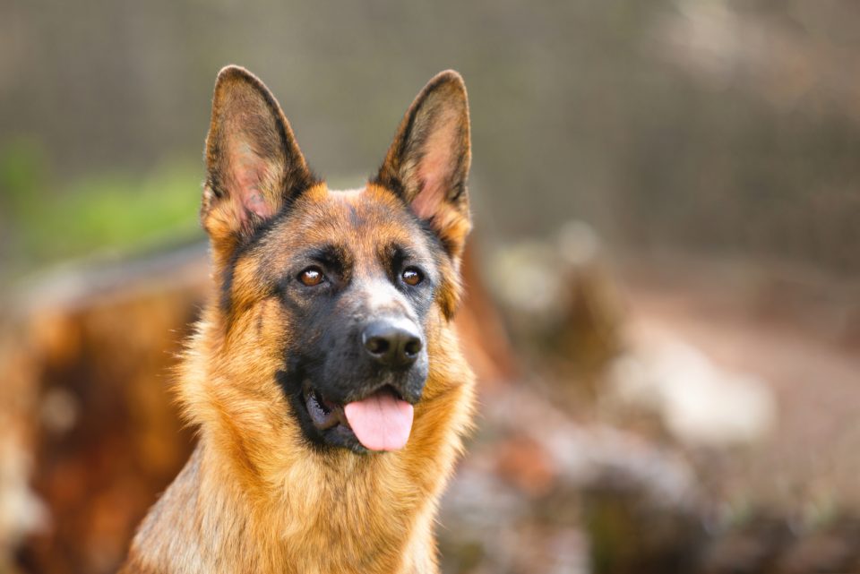 How To Identify A Full-Blooded German Shepherd