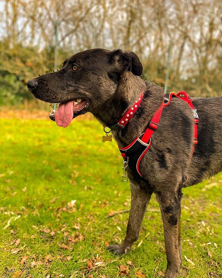 A Great Dane German Shepherd Mix The Gentle Champion