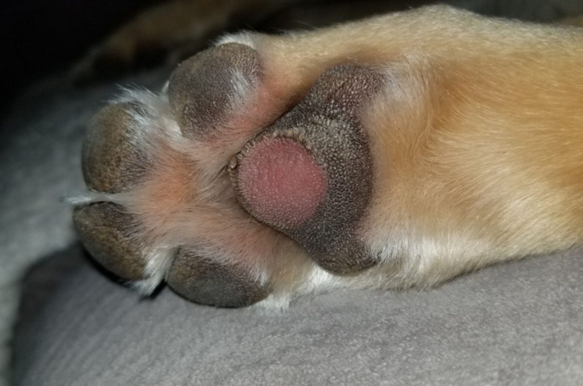 Dog Paw Pad Peeling - 5 Reasons And 5 Solutions