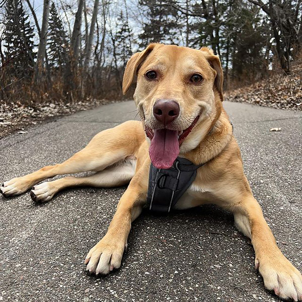 Jack Russell Lab Mix You Will Adore The Jackador