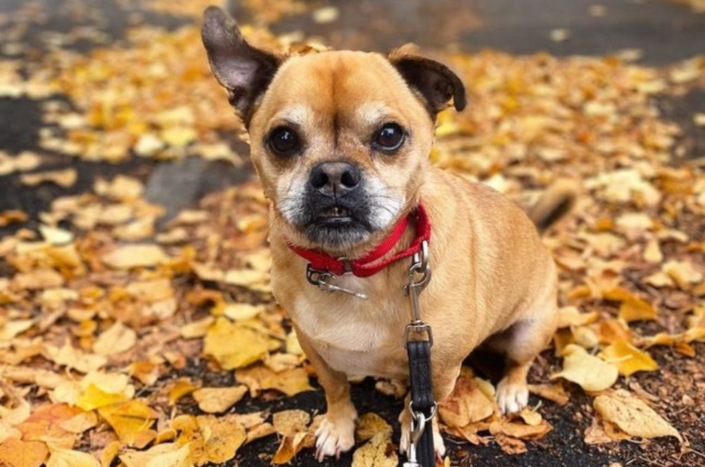 The Jack Russell Pug Mix: Let's Meet The Adorable Jug