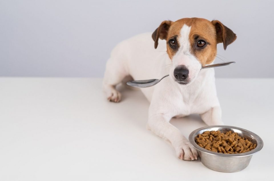 A Jack Russell Feeding Chart For Your Dog To Get Jacked