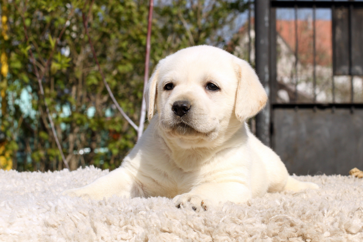 12 Best Labrador Breeders In Michigan