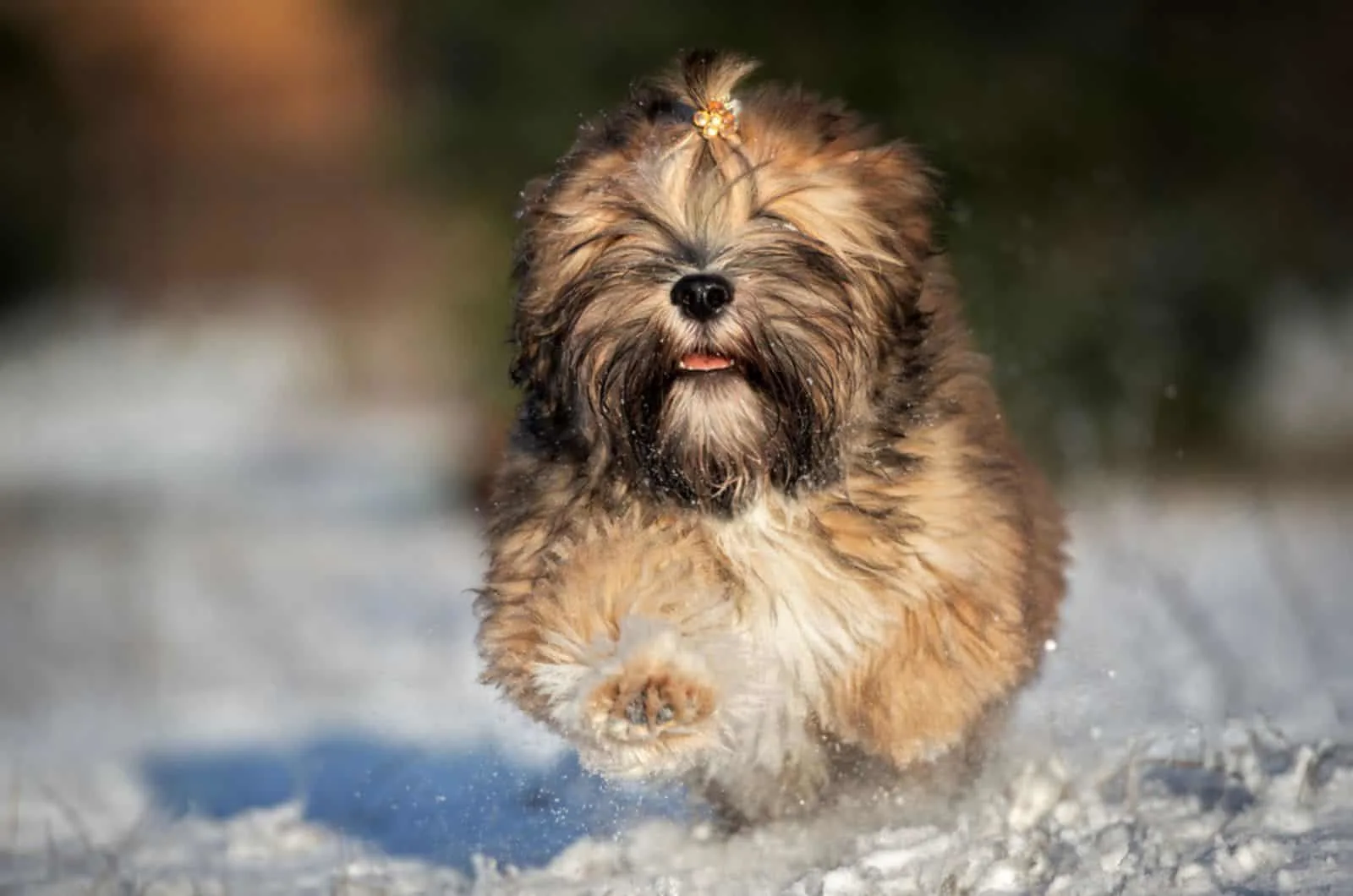 are lhasa apso puppies lazy