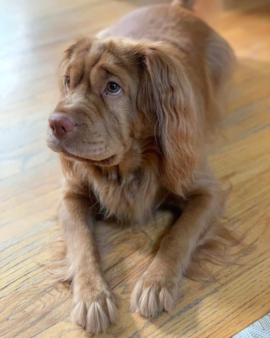 Are Mini Hippo Dog Breeders As Common As Hen's Teeth?