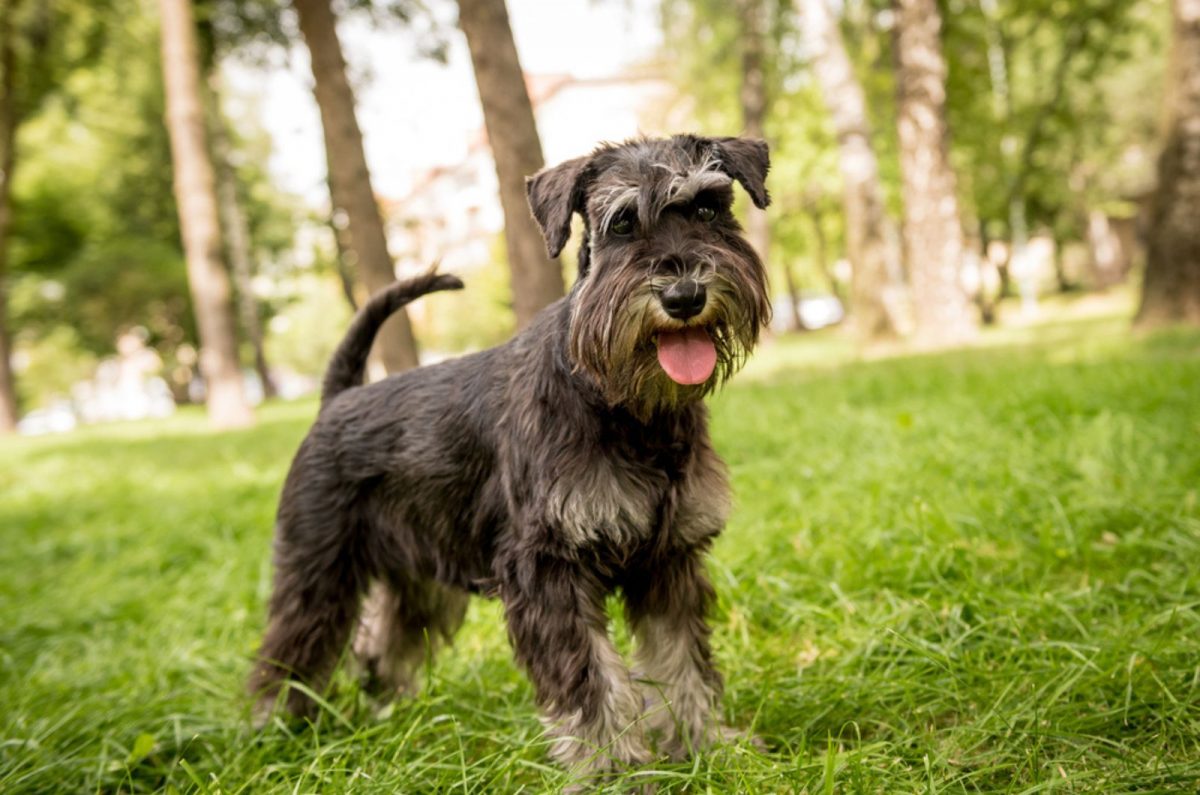 Miniature Schnauzer Growth Chart — Growing Mini