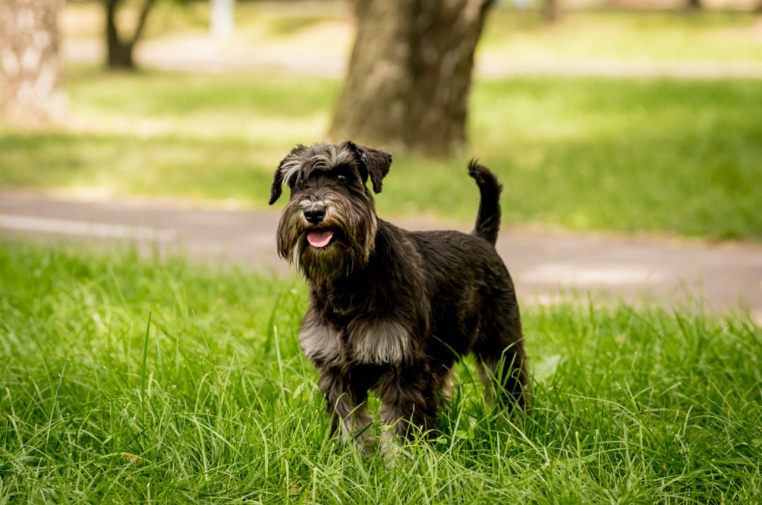 Miniature Schnauzer Growth Chart — Growing Mini