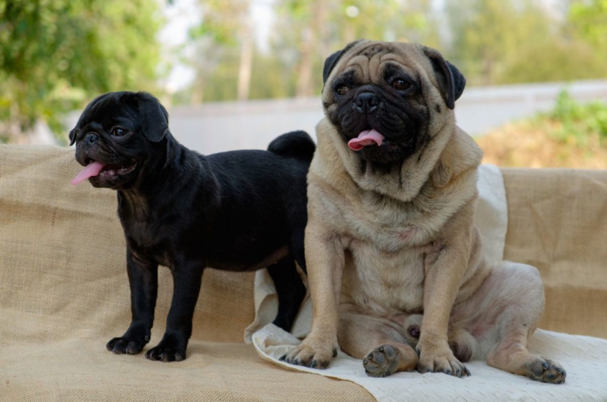 Pug Growth Chart Some Pugs Are Bigger Than Others