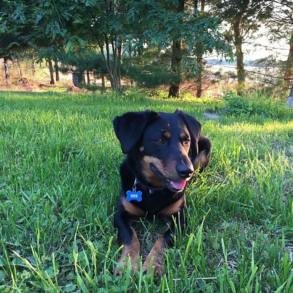 Is The Rottweiler Dachshund Mix A Reliable Family Pet?