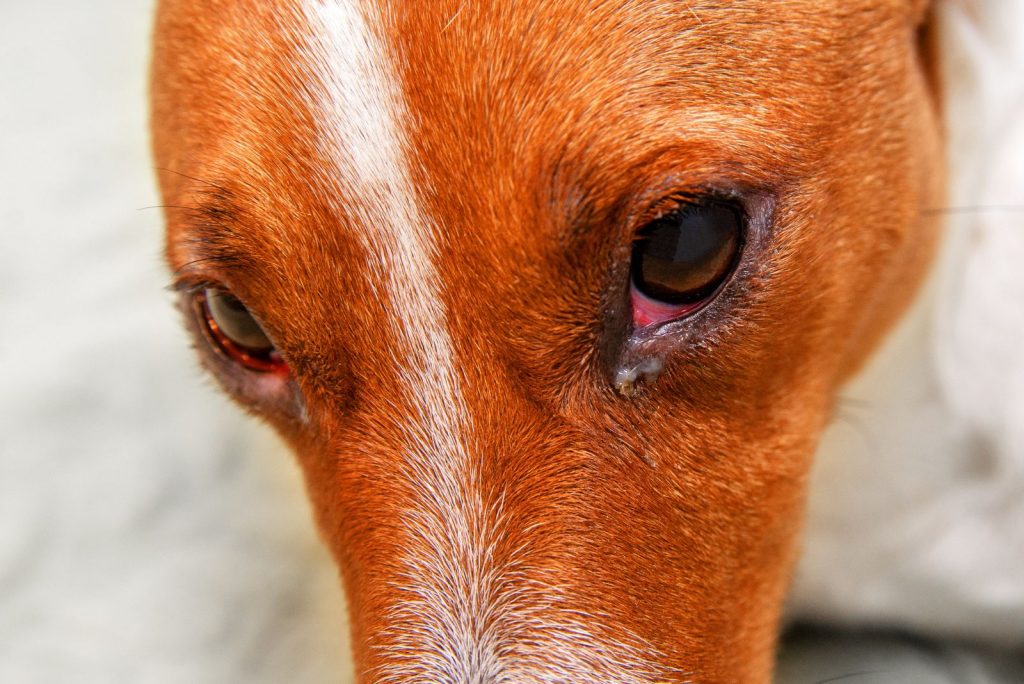 why-are-my-dog-s-eyes-red-dog-potato