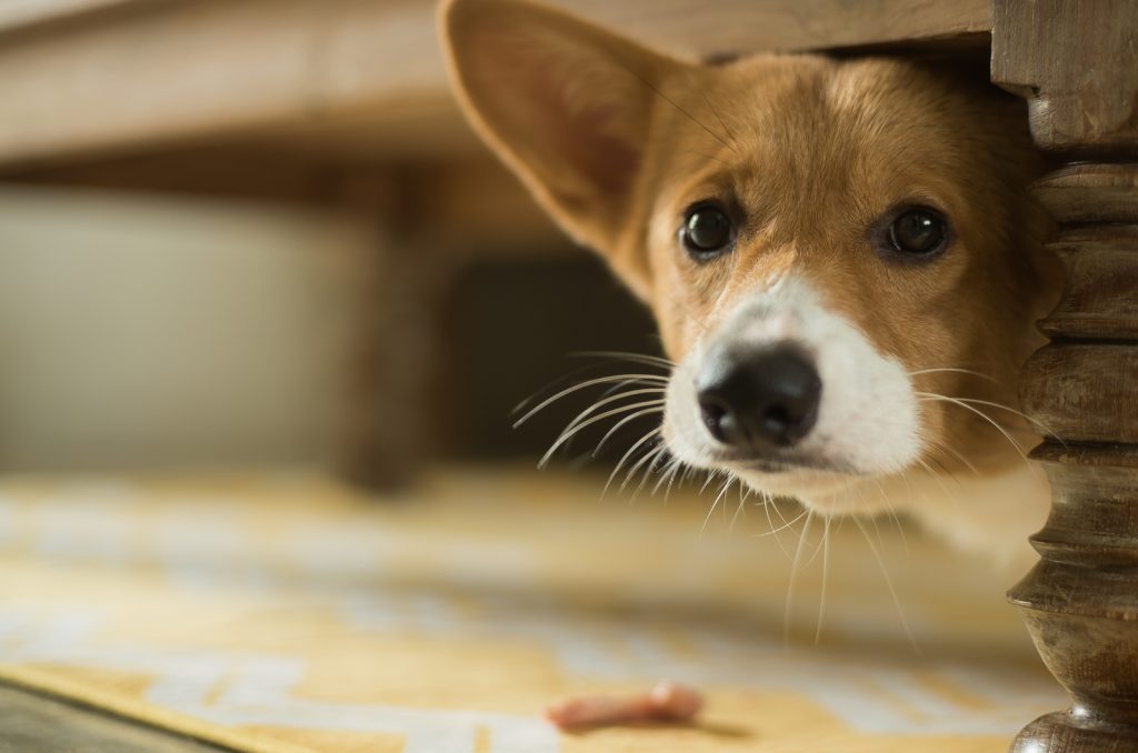 Shaved Corgi: To Buzz Or Not To Buzz, That Is The Question