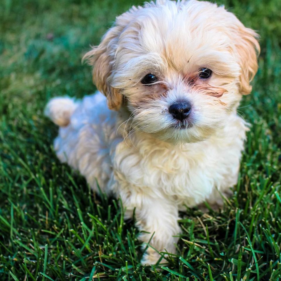 23 Shih Poo Haircuts That Will Melt Your Heart