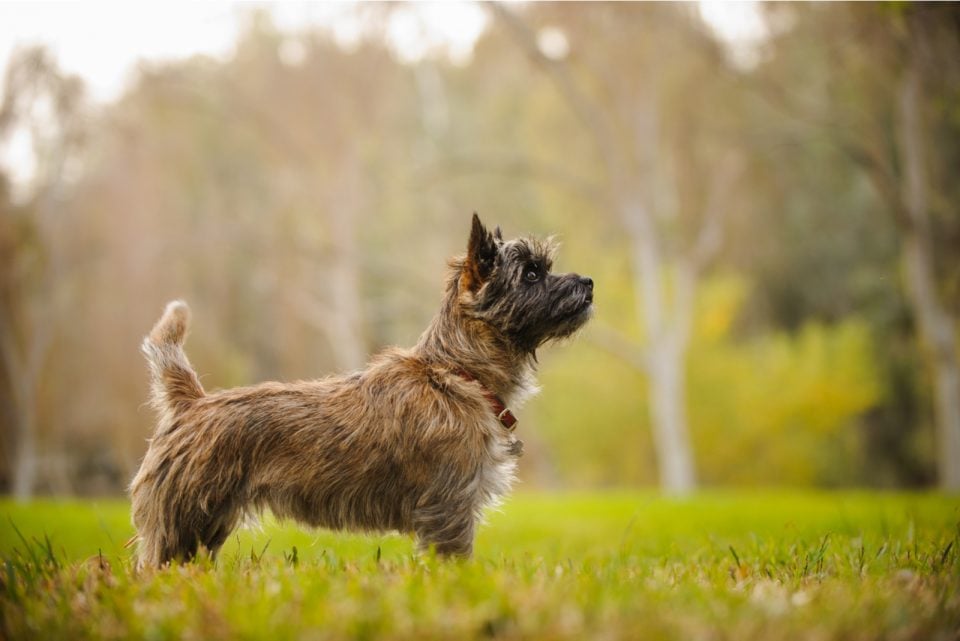 Cairn Terrier Poodle Mix: Trust Me, You Can’t Resist ‘Em