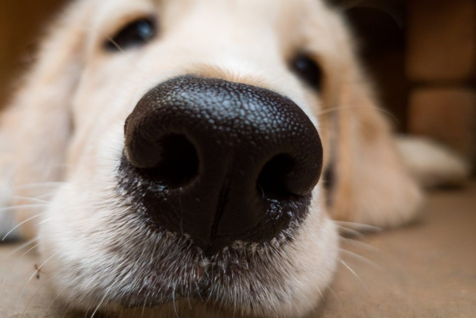 ranking-crusty-dog-nose-causes-from-least-to-most-serious