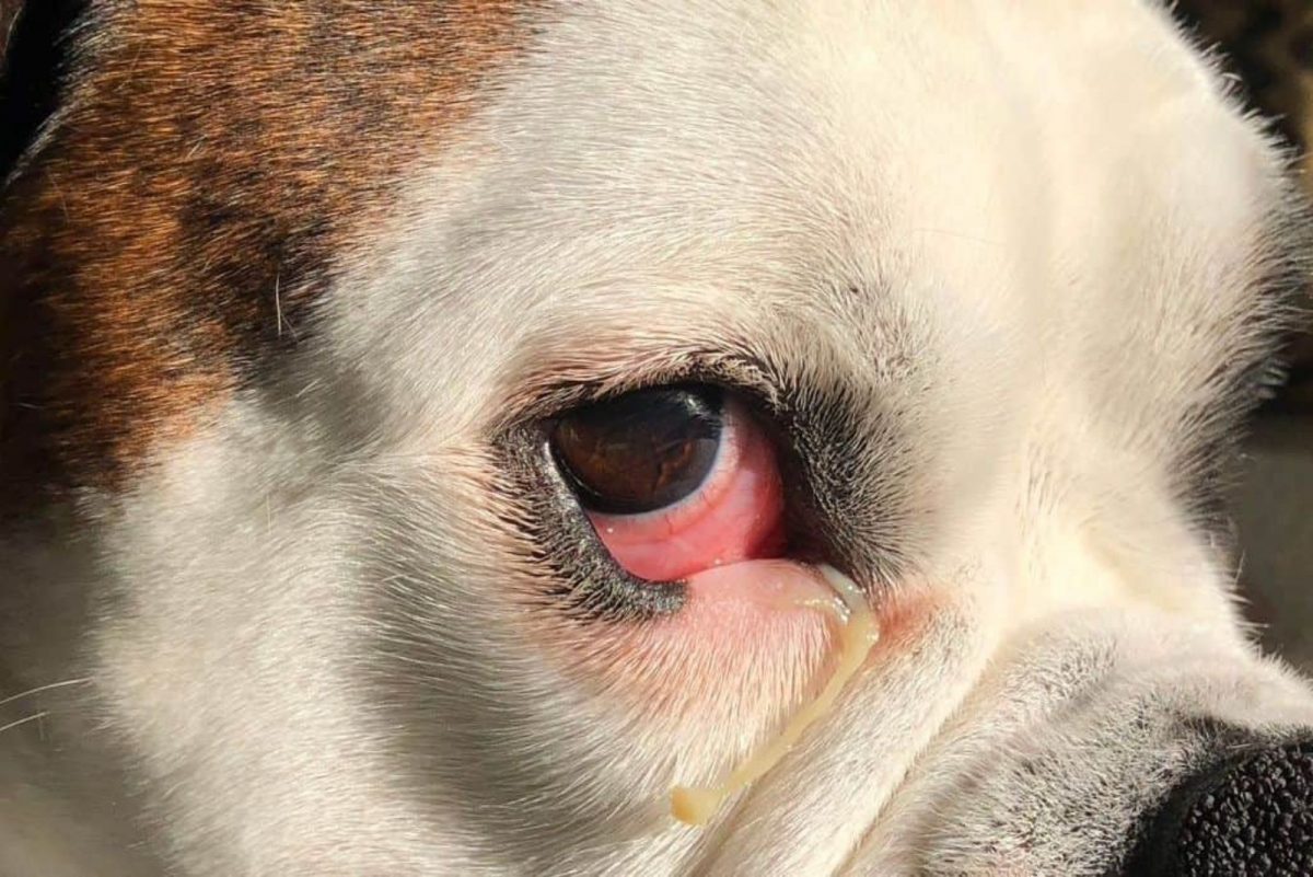 7 Eye-Opening Explanations For Why Are My Dog’s Eyes Red?