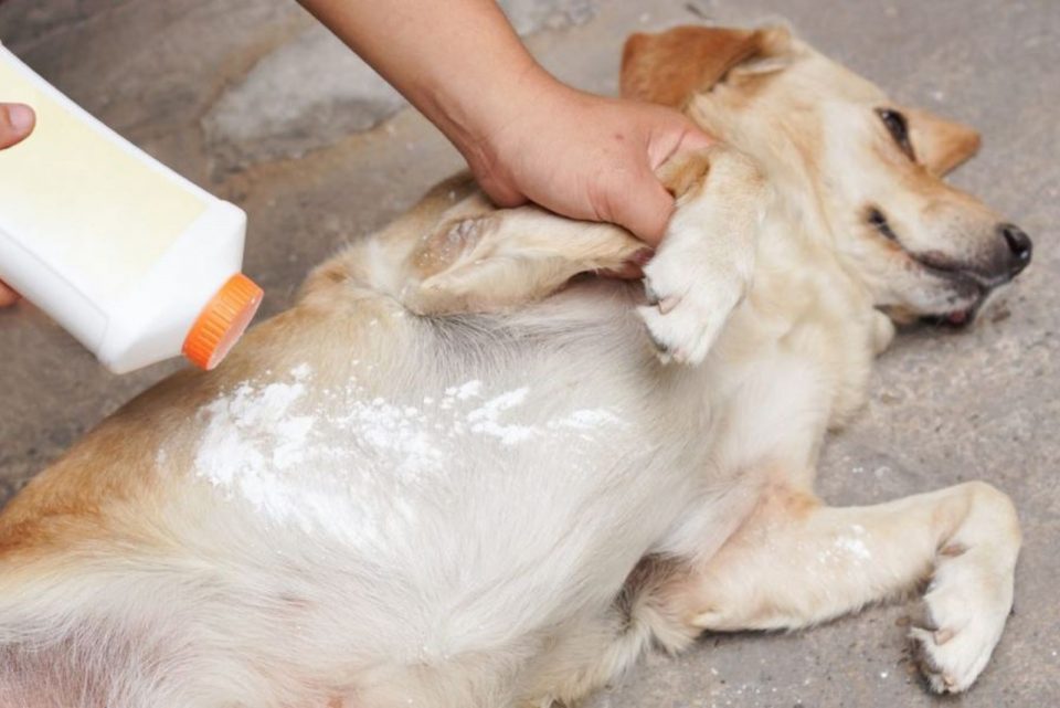 Baby Powder On Dogs: Can We Use It And For Which Purposes?