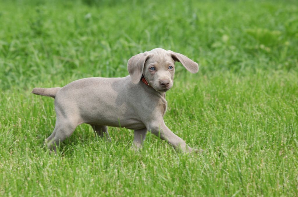 the-weimaraner-growth-chart-for-a-healthier-puppy