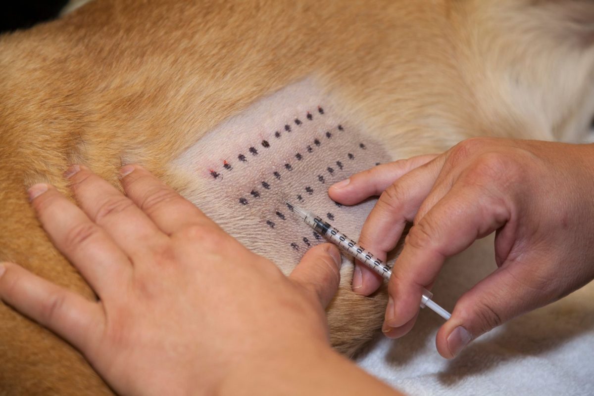 a-closer-look-into-testing-for-allergies-in-dogs