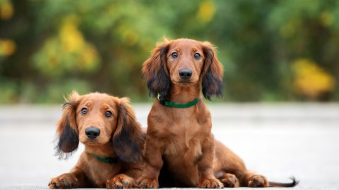 14 Small Brown Dog Breeds As Cute As Nuggets