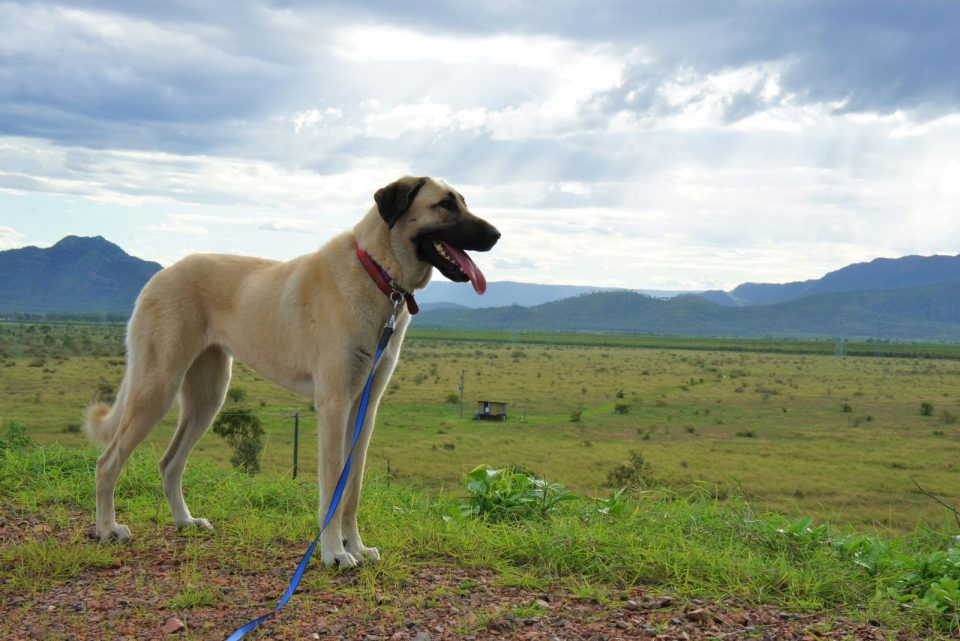 Everything You Need To Know About The Anatolian Shepherd Lab Mix