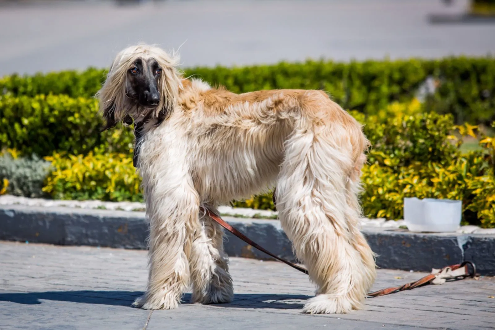 7 Afghan Hound Breeders You Should Check Out