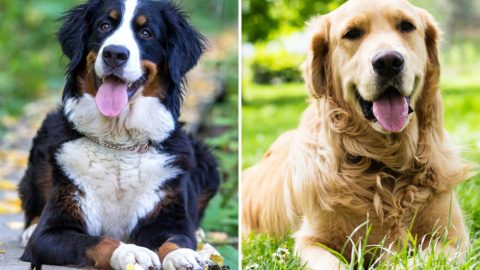 Bernese Mountain Dog Golden Retriever Mix - A Friendly Giant