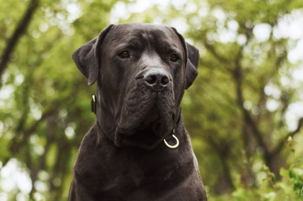 Black Boerboel: The Guard Dog Of Your Dreams