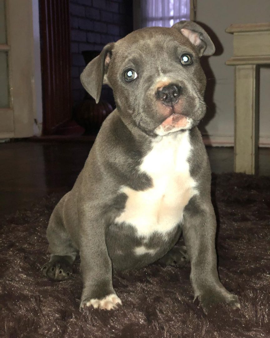 Revealing The Blue American Bulldog Enigma