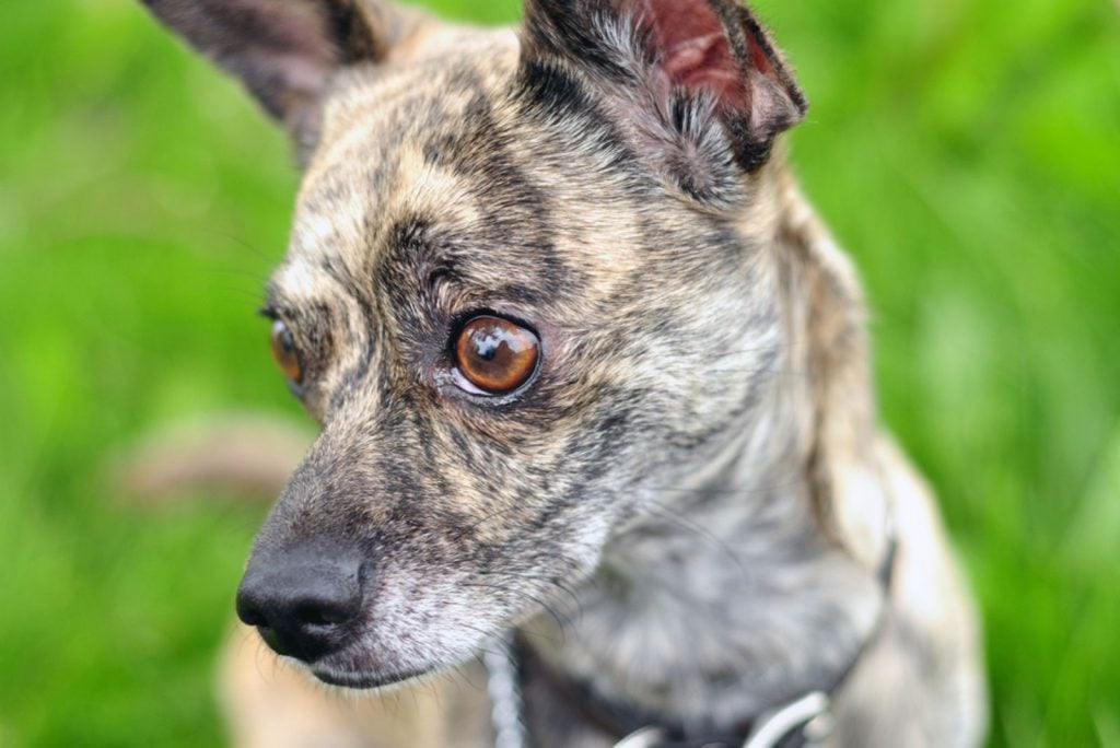 Brindle Chihuahua: Are They Legit Chihuahuas?