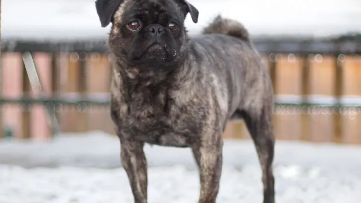 are brindle pugs purebred